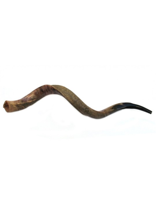 Shofar yéménite géant à moitié poli, à moitié naturel | Shofars yéménites