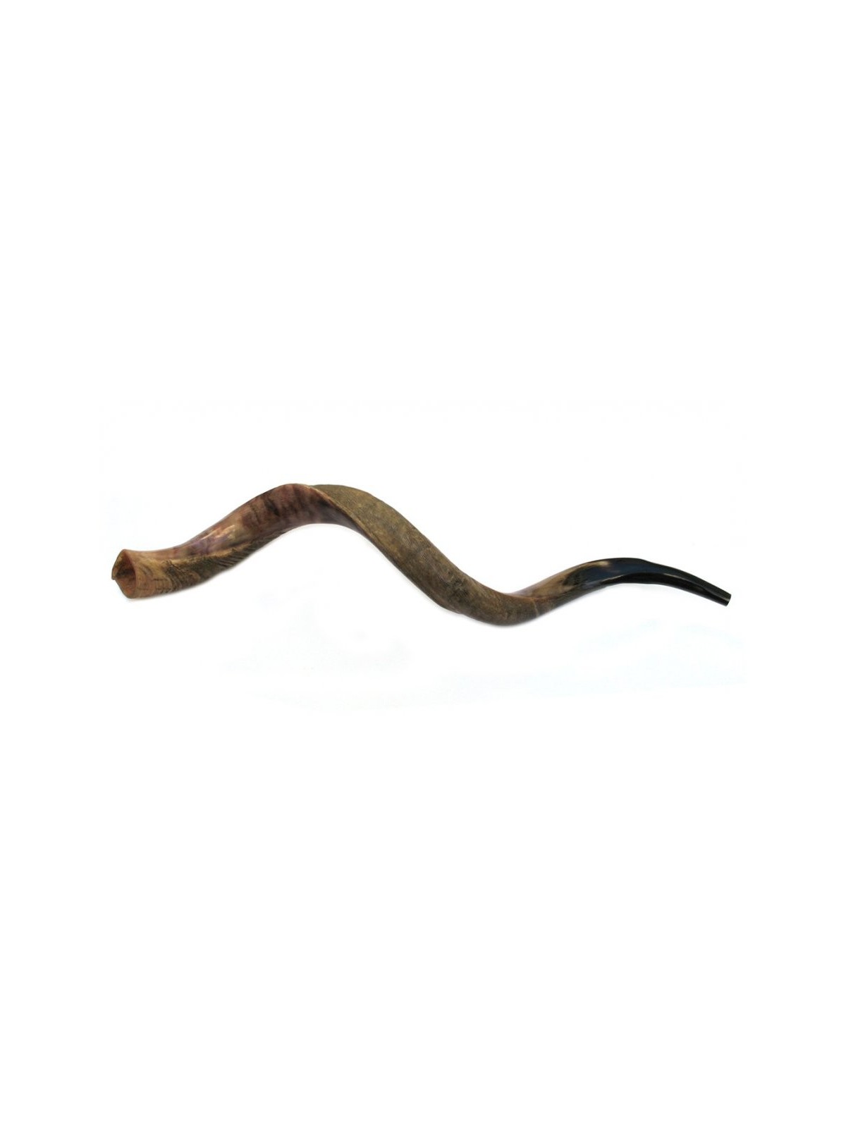 Shofar yéménite géant à moitié poli, à moitié naturel | Shofars yéménites