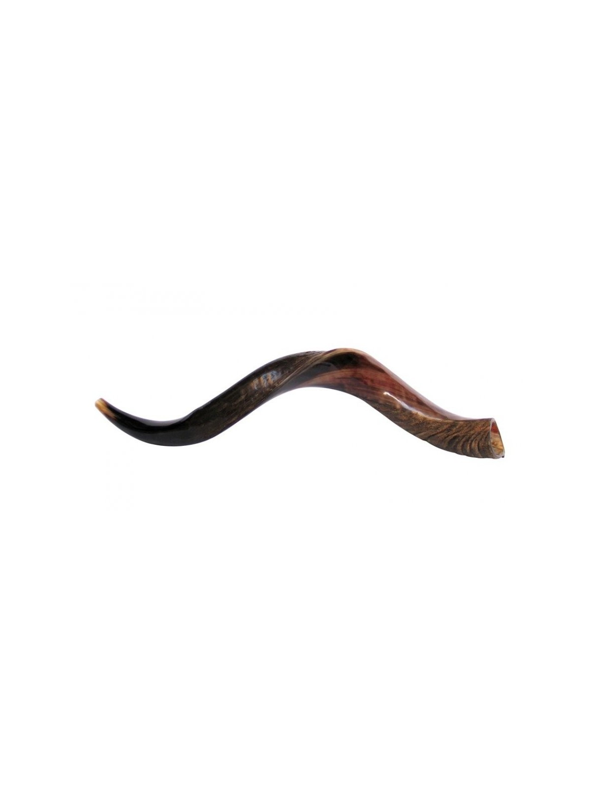 Shofar Kudu yéménite moyen, moitié poli, moitié N... | Shofars yéménites
