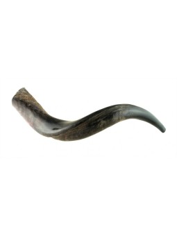 Petit Shofar yéménite moitié poli moitié naturel | Shofars yéménites