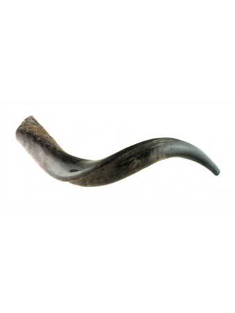 Petit Shofar yéménite moitié poli moitié naturel | Shofars yéménites