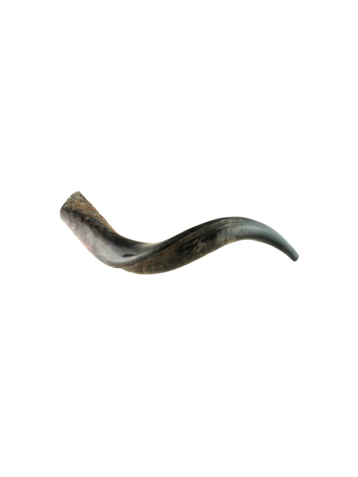 Petit Shofar yéménite moitié poli moitié naturel | Shofars yéménites