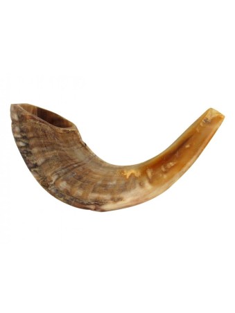 Shofar en corne de bélier moyen naturel | Shofars en corne de bélier