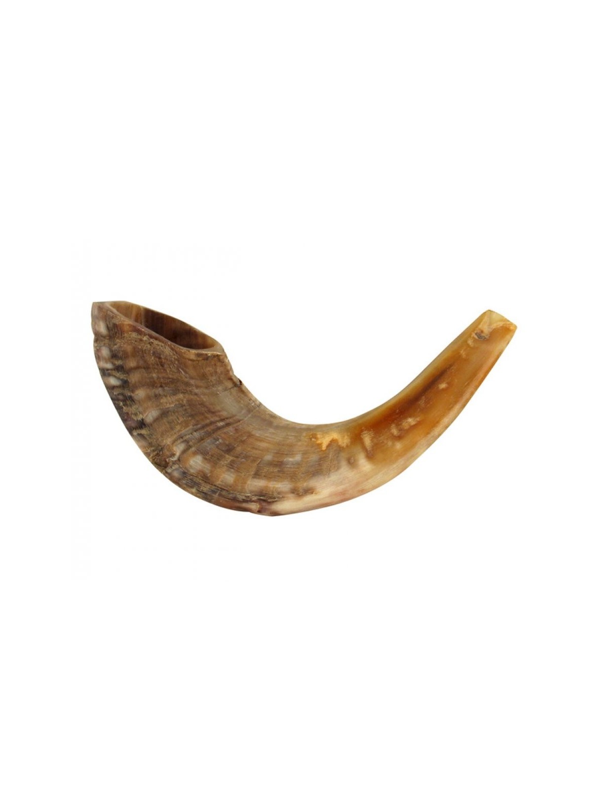 Shofar en corne de bélier moyen naturel | Shofars en corne de bélier