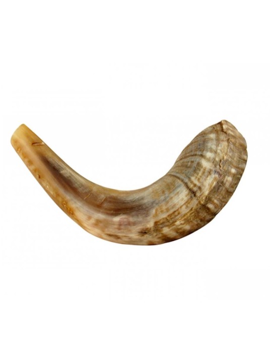Shofar en corne de bélier moyen naturel | Shofars en corne de bélier