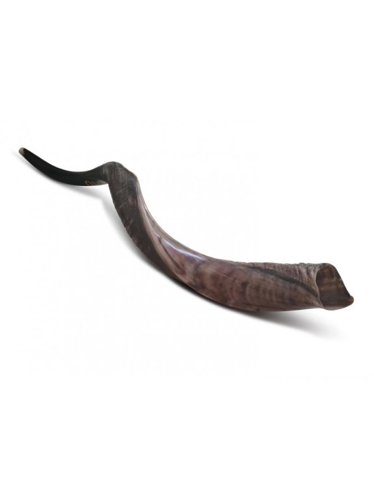 Shofar personnalisé Corne de Kudu yéménite inscrite... | Shofars yéménites
