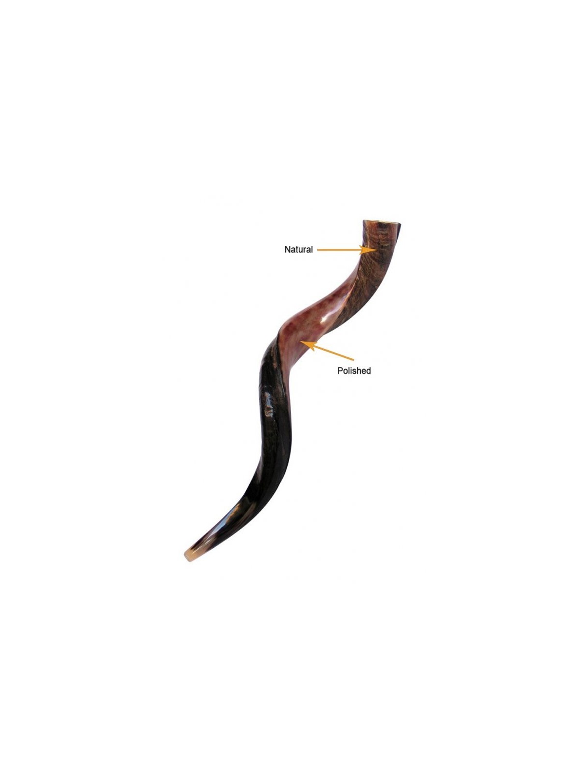 Shofar personnalisé Corne de Kudu yéménite inscrite... | Shofars yéménites