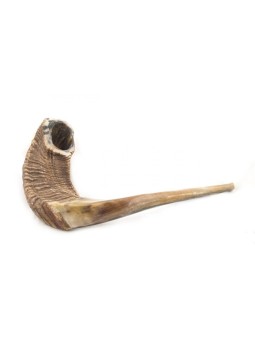 Shofar en corne de bélier naturelle extra large | Shofars en corne de bélier
