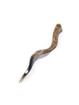 2 Extra Large Yemenite Polished Shofars 40 | Shofar Sale