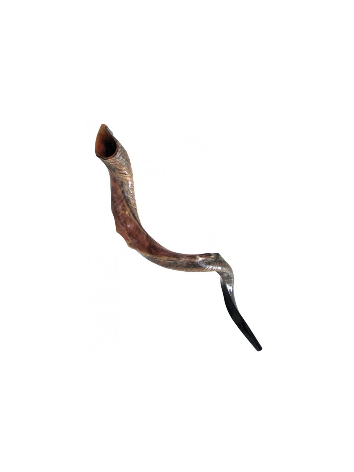 Couronne nostalgique mi-naturelle mi-polie Yémen... | Shofars yéménites