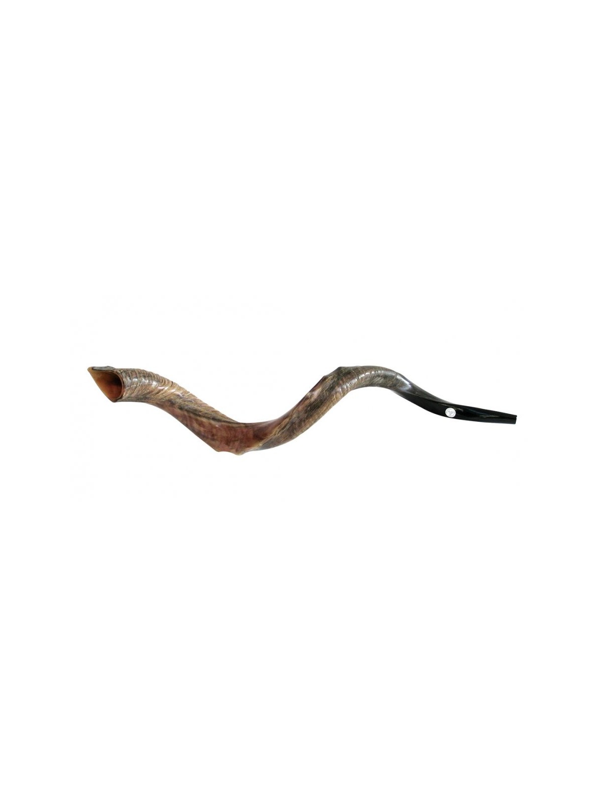 Couronne nostalgique mi-naturelle mi-polie Yémen... | Shofars yéménites