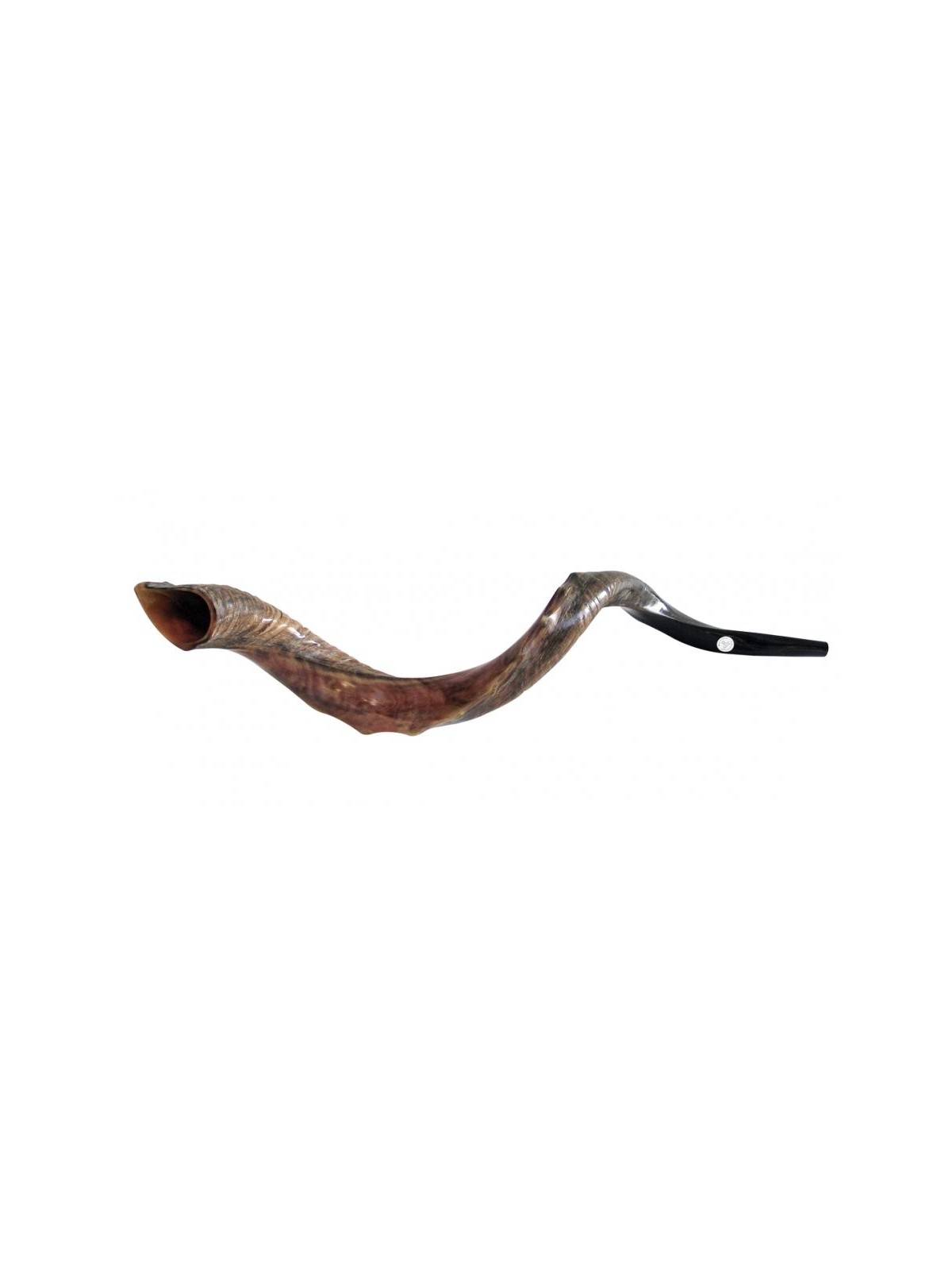 Half Natural Half Polished Nostalgic Crown Yemen... | Yemenite Shofars