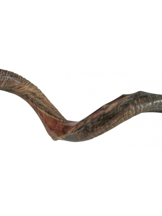 Couronne nostalgique mi-naturelle mi-polie Yémen... | Shofars yéménites
