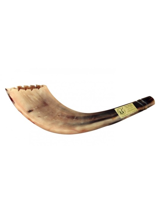 Shofar en corne de bélier de style marocain, couleur claire avec... | Shofars en corne de bélier