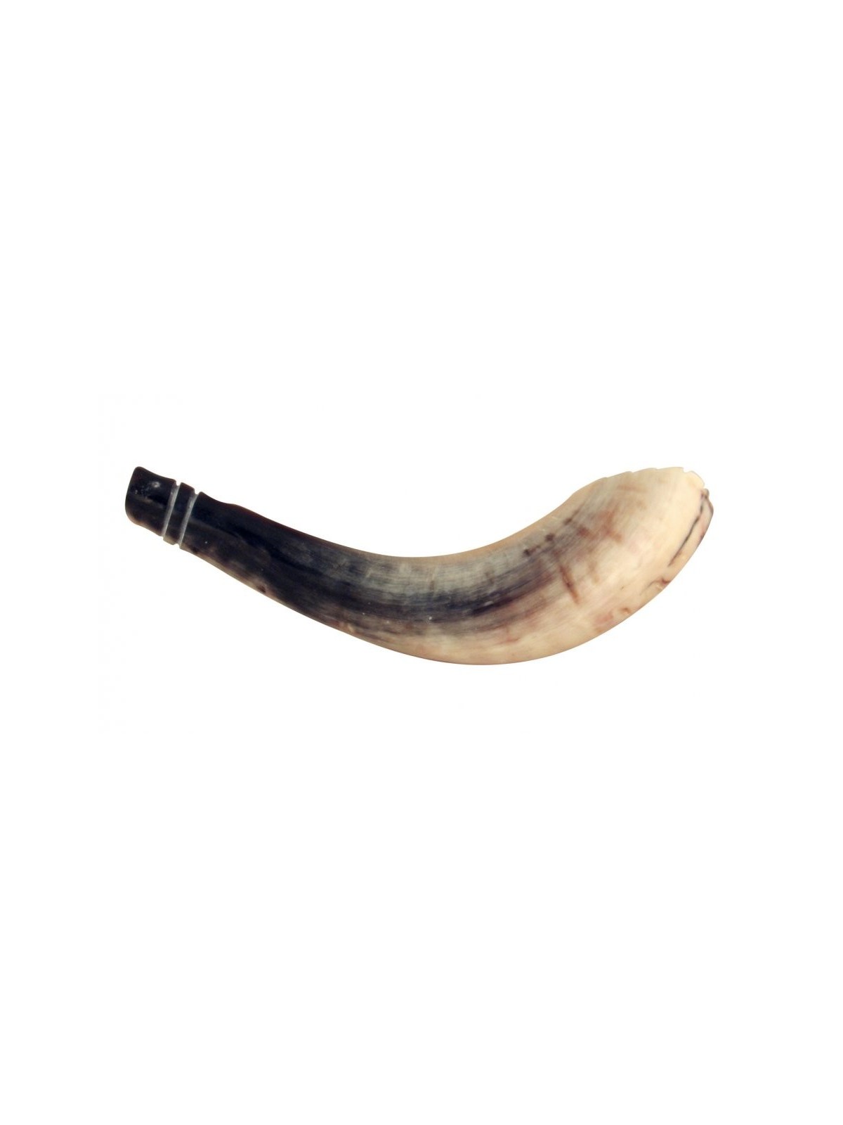 Rams Horn שופר סגנון מרוקאי צבע בהיר עם... | ראמס הורן שופרס