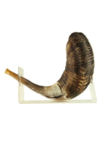מעמד שופר Rams Horn Lucite לשופר גדול 18 2... | מעמדי שופר