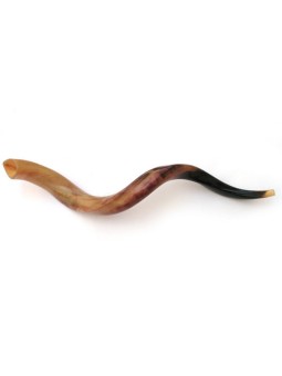 4 Yemenite Polished Shofars 36 | Shofar Sale