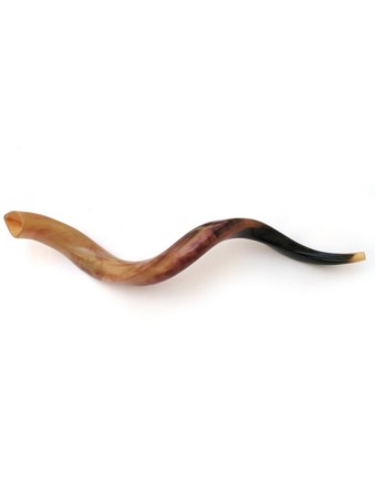 4 Shofars polis yéménites 36 | Vente de Shofar