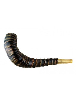 Superbe Shofar en corne de bélier relié en cuir | Shofars décorés