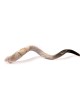 Lyre d’or Shofar yéménite peinte à la main des collectionneurs | Shofars décorés