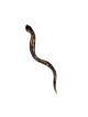 Shofar or yéménite peint à la main pour collectionneurs... | Shofars décorés