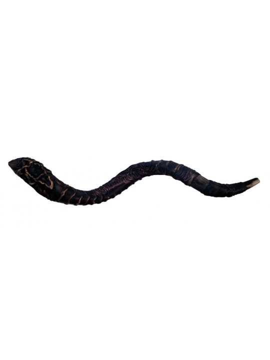 Majestic Leather bound Jumbo רחוב שופר תימני... | שופרות מעוצבות