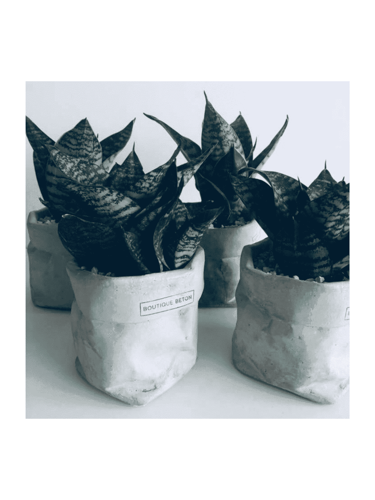 Sac de pot de fleurs en béton, cadeaux Tu B'Av, Judaica israélien