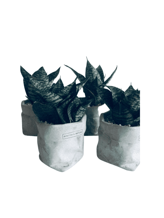 Sac de pot de fleurs en béton, cadeaux Tu B'Av, Judaica israélien