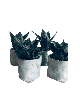 Sac de pot de fleurs en béton, cadeaux Tu B'Av, Judaica israélien