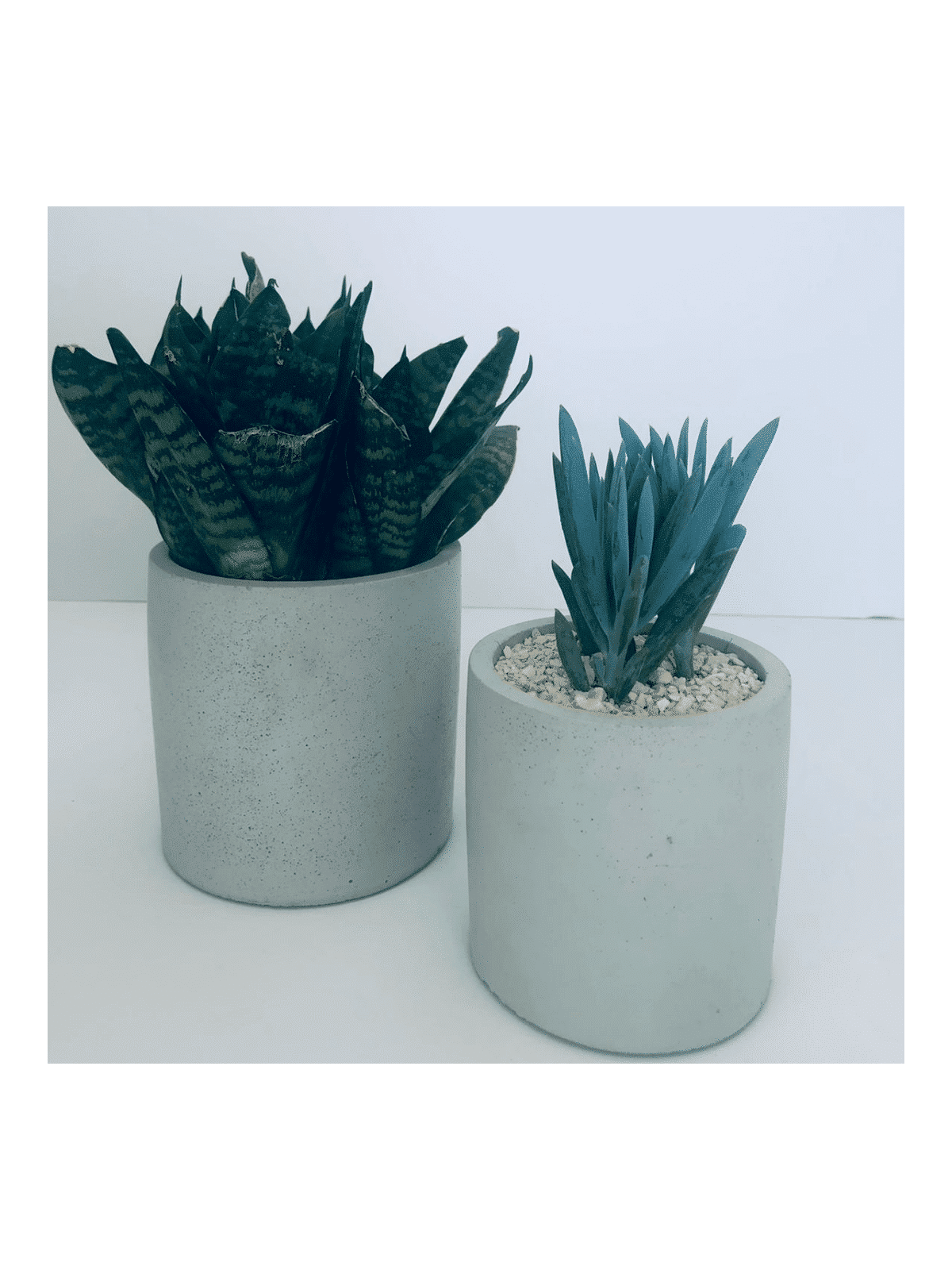 Boîte à fleurs en béton élégante, cadeaux Tu B'Av, Judaica israélien