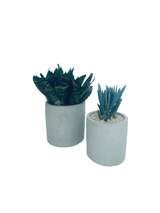 Boîte à fleurs en béton élégante, cadeaux Tu B'Av, Judaica israélien