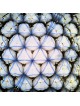 Étoile bleue de David Wall Art sur White Almond Blosso, peintures juives