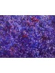 Lettres hébraïques en peinture de fond violet, cadeaux Tu B'Av, israélien