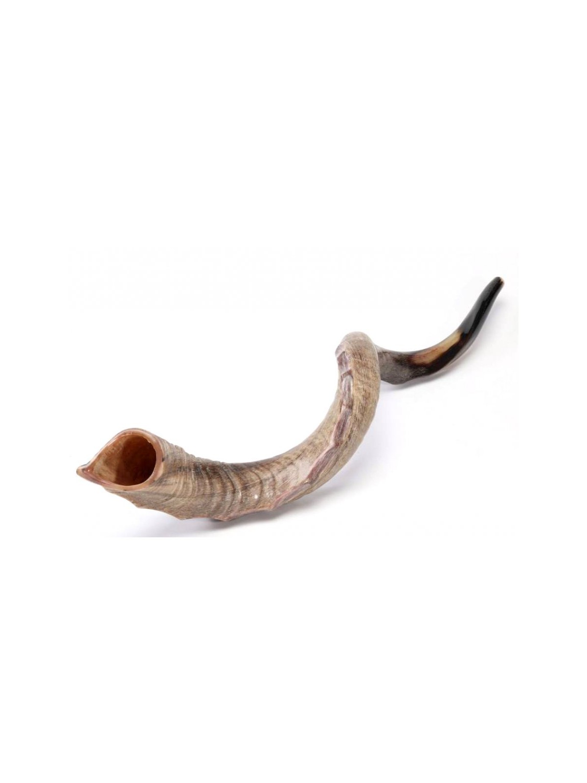 Nostalgia Crown Design Yemenite Shofar Natural | Yemenite Shofars