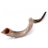 Nostalgia Crown Design Yemenite Shofar Natural | Yemenite Shofars