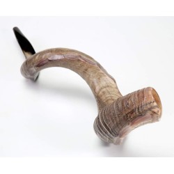 Nostalgia Crown Design Yemenite Shofar Natural | Yemenite Shofars