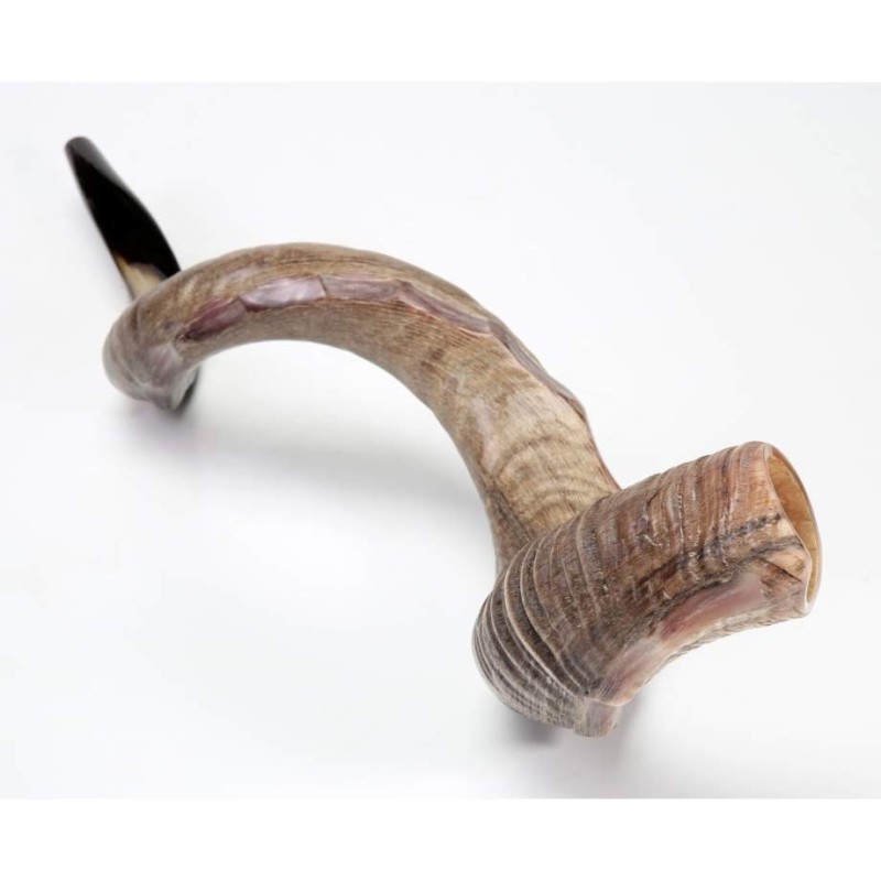 Nostalgia Crown Design Yemenite Shofar Natural | Yemenite Shofars