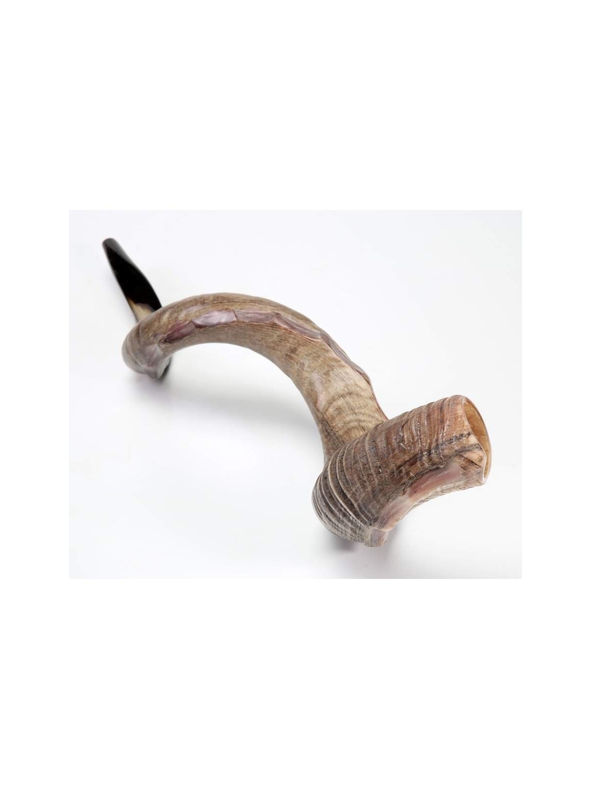 Nostalgia Crown Design Yemenite Shofar Natural | Yemenite Shofars