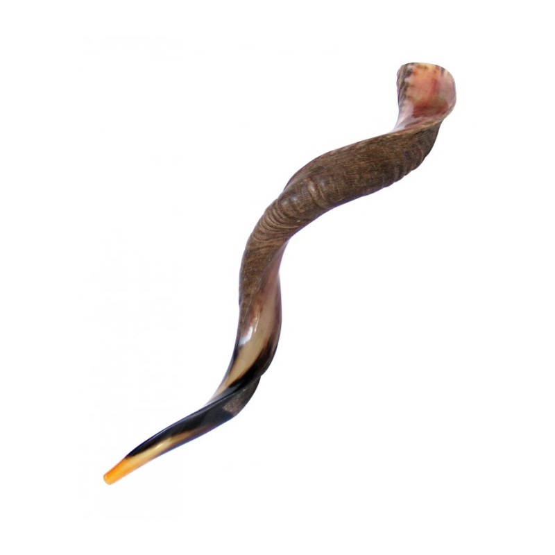 Extra Large Yéménite Kudu Shofar Demi-Poli Hal... | Offres spéciales