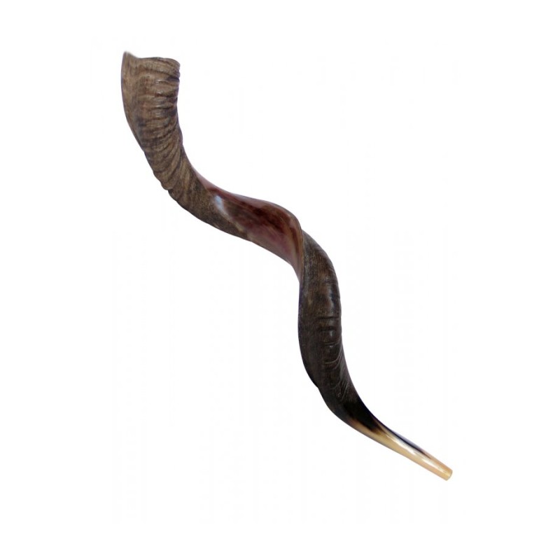 Extra Large Yemenite Kudu Shofar Half Polished Hal... | Special Offers