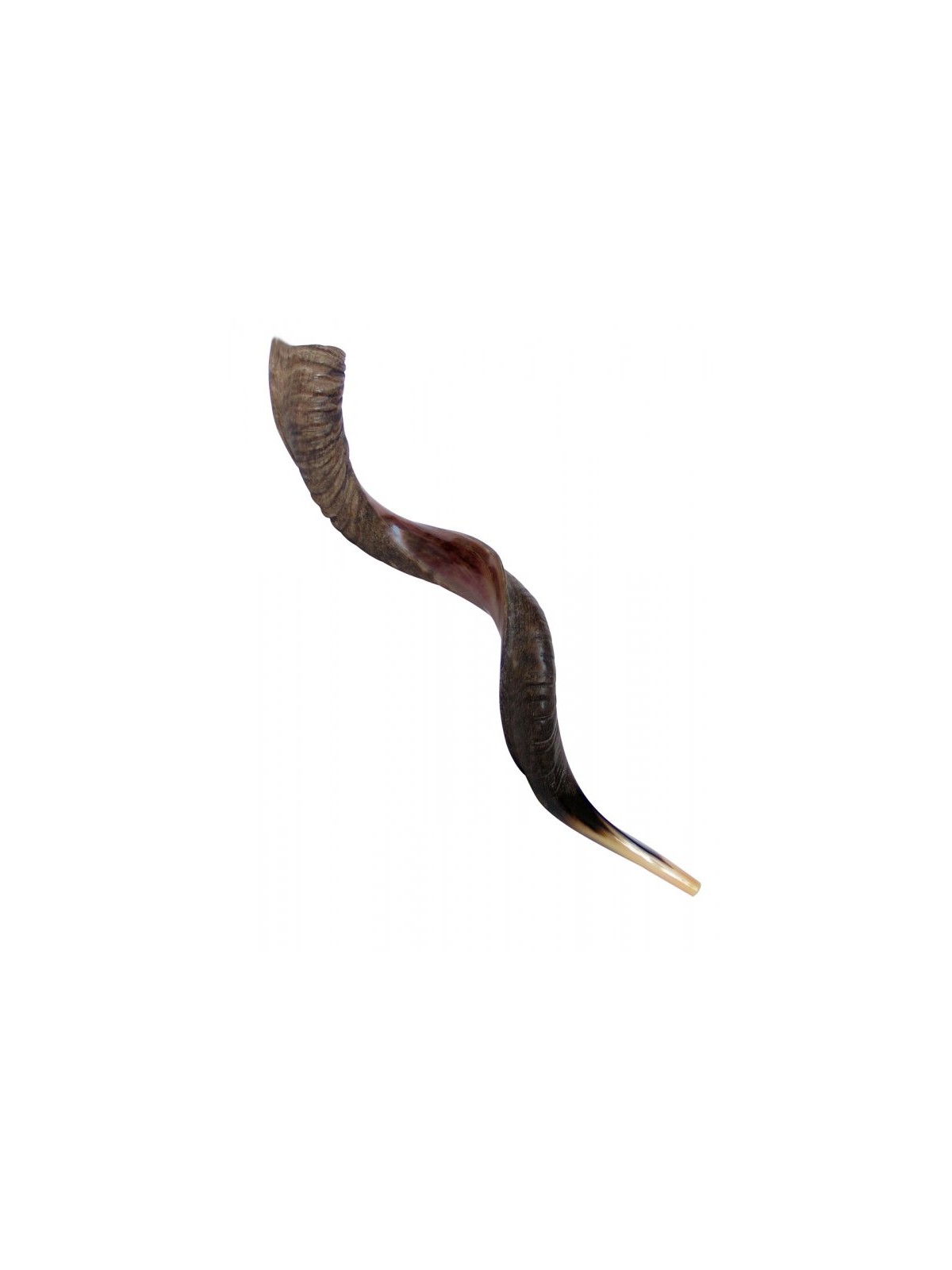 Extra Large Yéménite Kudu Shofar Demi-Poli Hal... | Offres spéciales