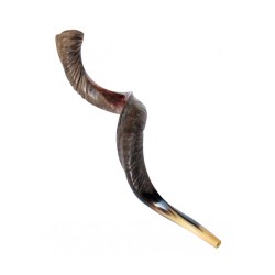 Extra Large Yemenite Kudu Shofar Half Polished Hal... | Special Offers
