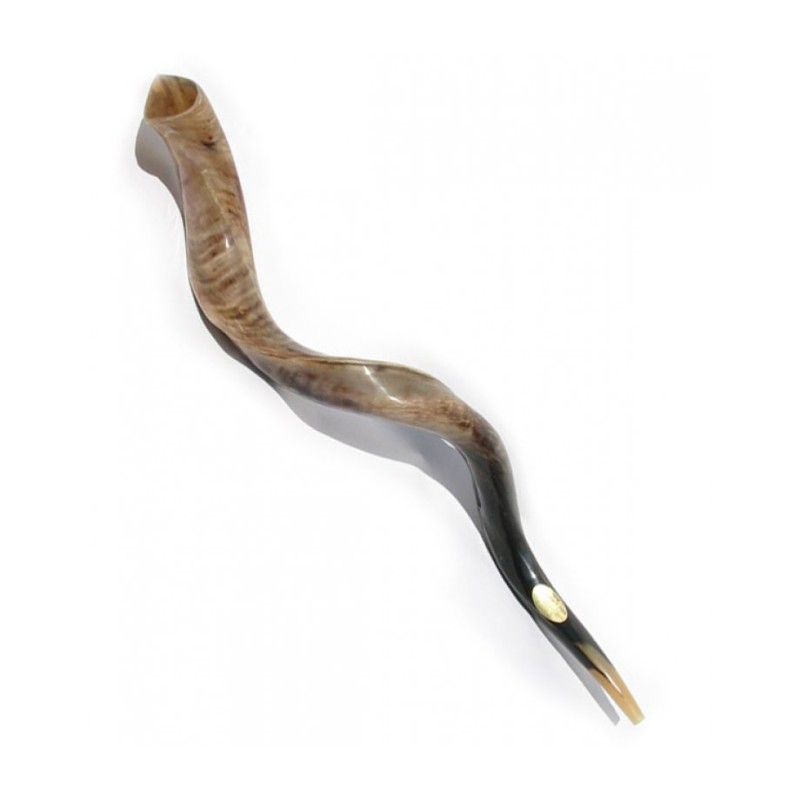 Extra Large Yemenite Shofar Kudu Polished | Top Sellers