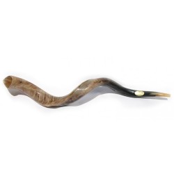 Extra Large Yemenite Shofar Kudu Polished | Top Sellers
