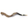 Extra Large Yemenite Shofar Kudu Polished | Top Sellers