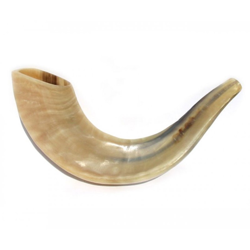 Petit Shofar en corne de bélier poli | Shofars en corne de bélier