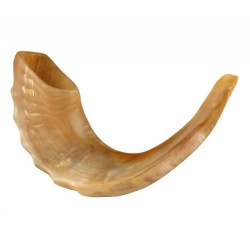 Medium Rams Horn Shofar Polished | Top Sellers