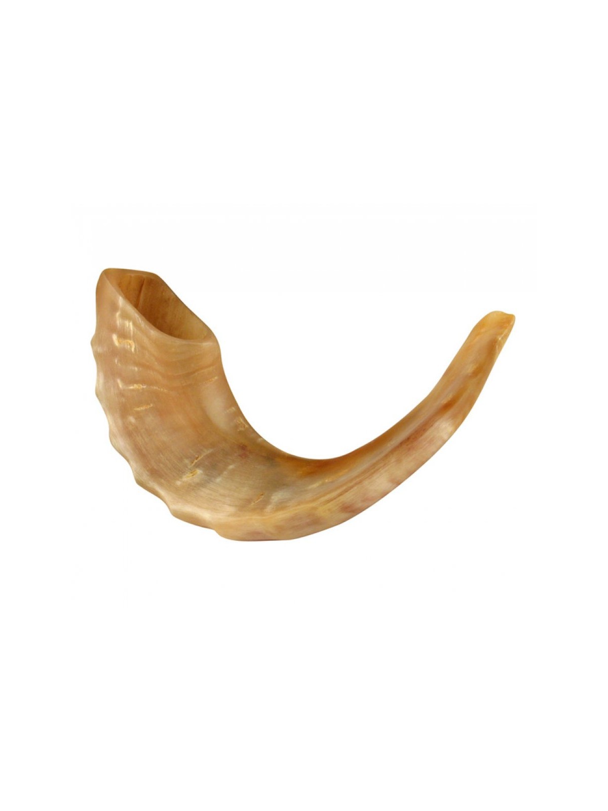 Medium Rams Horn Shofar Polished | Top Sellers