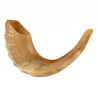 Medium Rams Horn Shofar Polished | Top Sellers