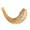 Medium Rams Horn Shofar Polished | Top Sellers